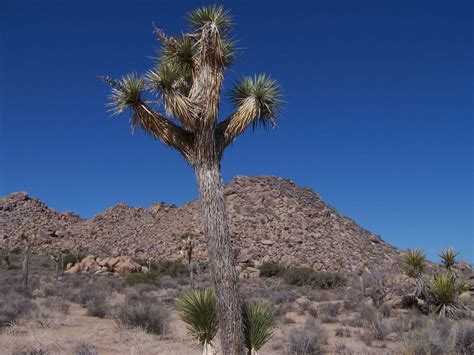 Joshua Tree Pictures Facts On The Joshua Trees