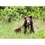 American Black Bear Ursus Americanus Eating Grass Callaghan Valley 