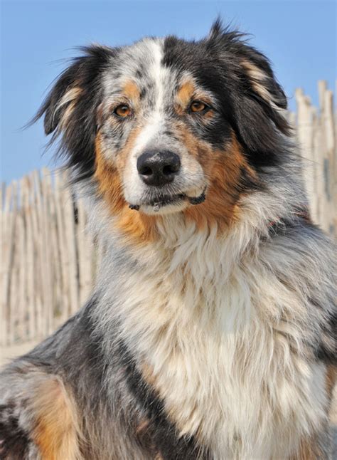 Not only are they agile working dogs, but they are also extremely intelligent and wonderful family companions. Australian Shepherd | Hund | Wesen, Erziehung und ...