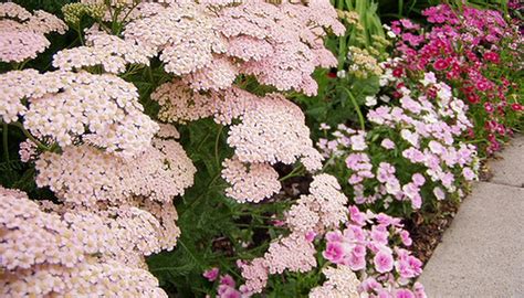 How To Grow Common Yarrow Garden Guides