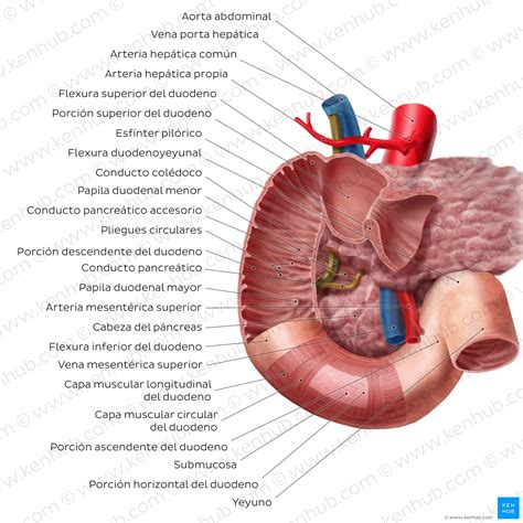 Estructura Del Intestino Delgado Abc Fichas My XXX Hot Girl