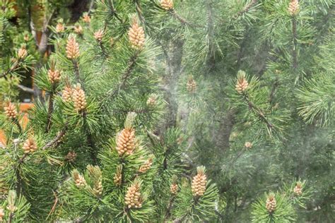 Cloud Of Pollen From A Pine Tree Stock Photo Image Of Springtime