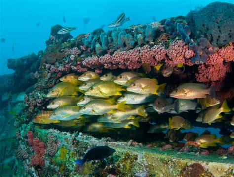 Aquarius Reef Base Tour Business Insider