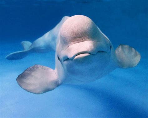 beluga whale learns dolphin language nexus newsfeed