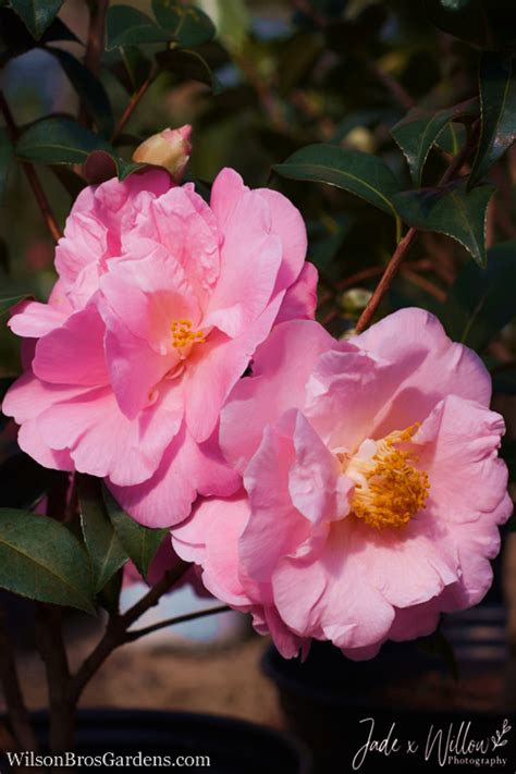 Buy Pink Icicle Camellia Free Shipping Wilson Bros Gardens