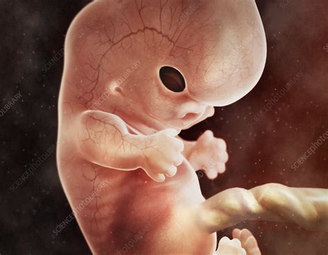 human foetus in the womb artwork stock image c011 0230 science photo library
