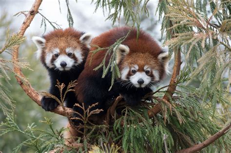 Beautifulnow Is Beautiful Now Red Pandas Are Beautiful Now