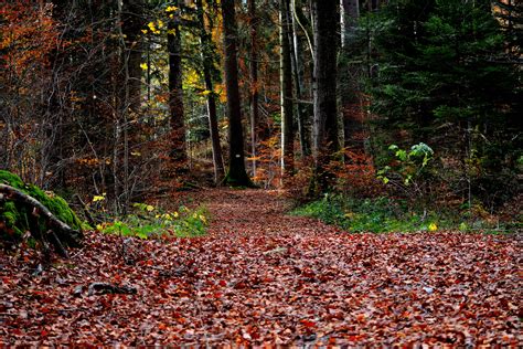Forest Leaves Path Autumn Free Image