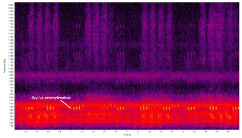 Orthoptera of North Carolina