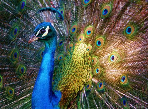 30 Most Beautiful Peacock Photos - Stunning Peacocks Photography ...