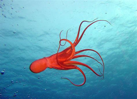 Hd Octopus Sealife Underwater Ocean Sea Desktop Photo