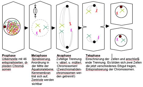Freies Lehrbuch Biologie: 08.02 Zellzyklus, Mitose und ... Im internet wirken selten klassische banden, wie man sie bisher kannte.