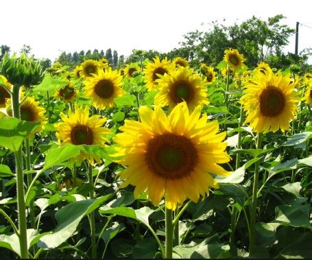 Tidak fokus karena ada banyak tanaman yang harus diperhatikan. Bunga Matahari - Menanam, Benih, Manfaat, Umur Dan Jenisnya