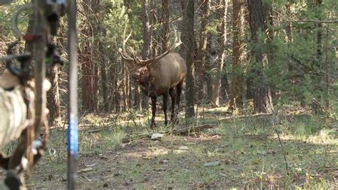 Bowhunting Elk Monster Bull At 10 Steps Youtube