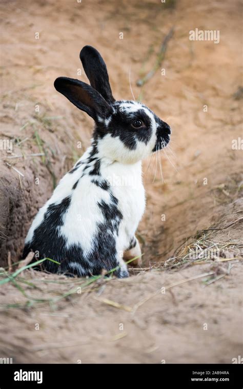 Dwarf Rabbit Digging Hole Hi Res Stock Photography And Images Alamy