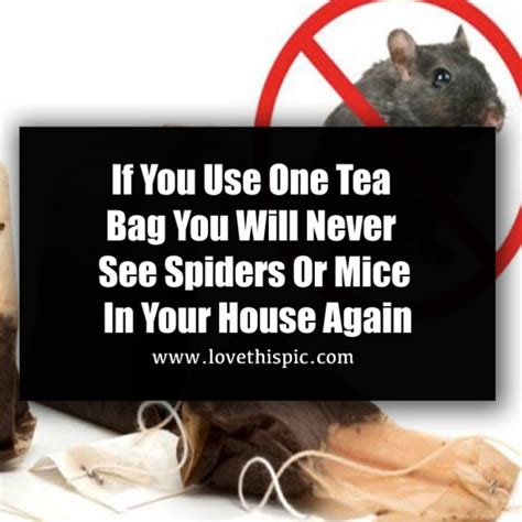 If You Use One Tea Bag You Will Never See Spiders Or Mice In Your House