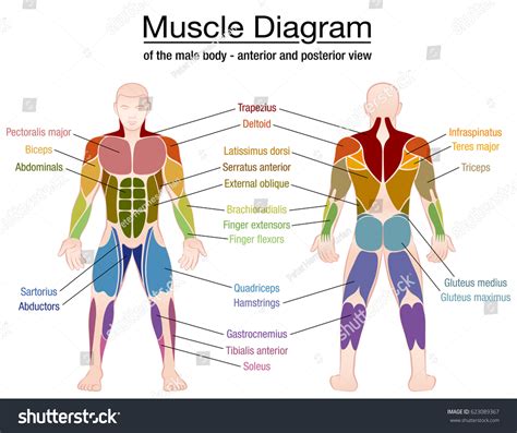 Muscle Diagram Most Important Muscles Athletic Stock