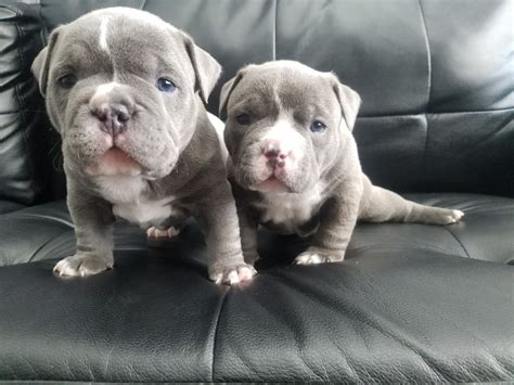 Beautiful 6 1/2 months old, female american bully for sale. | Bully Style pitbull puppies for sale | pit puppies for sale