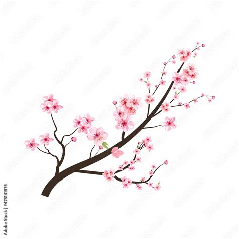 Cherry Blossom Branch With Pink Sakura Flower Vector Cherry Blossom With Watercolor Sakura