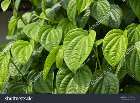 Tanaman daun sirih merupakan salah satu tumbuhan yang memiliki beribu khasiat. Daun Sirih In English