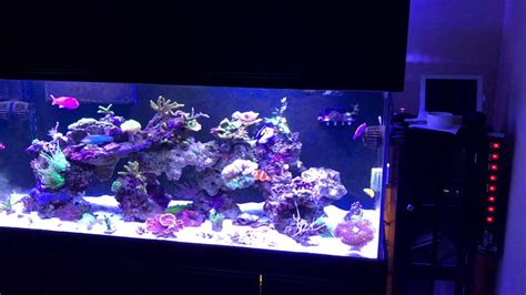 New 150 Gallon Starphire Reef Tank Youtube