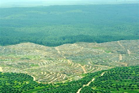 Cada Año Se Pierden Siete Millones De Hectáreas De Bosque Tropical