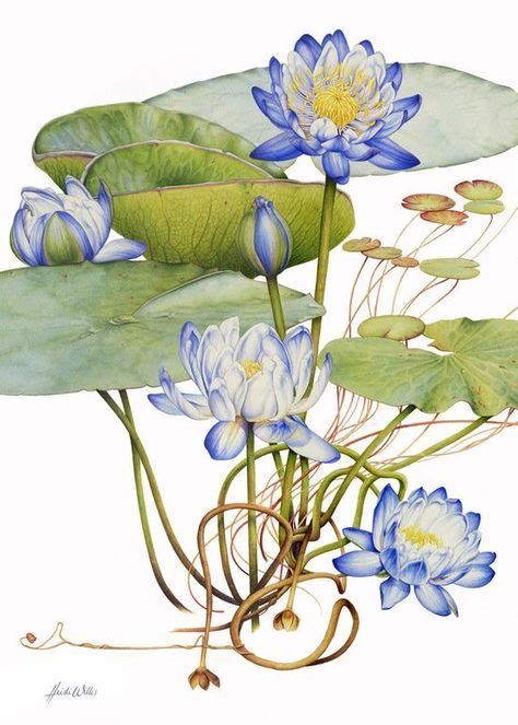Botanical Lotus Botanical Art Botanical Illustration Lilies Drawing