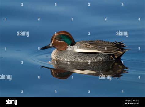 Male Common Teal Anas Crecca Swimming On Water Stock Photo Alamy
