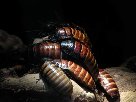Madagascar Hissing Cockroach Media Encyclopedia Of Life