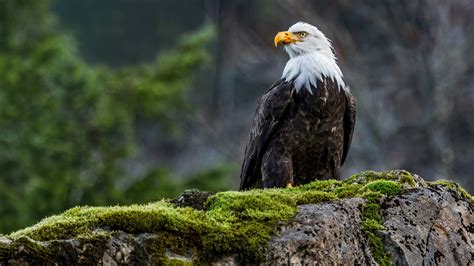 Animals Nature Wildlife Eagle Birds Moss Bald Eagle Wallpapers Hd