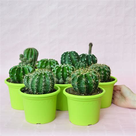 Maybe you would like to learn more about one of these? Collezione Echinopsis eyriesii hybrid 8 piante - Cactusman