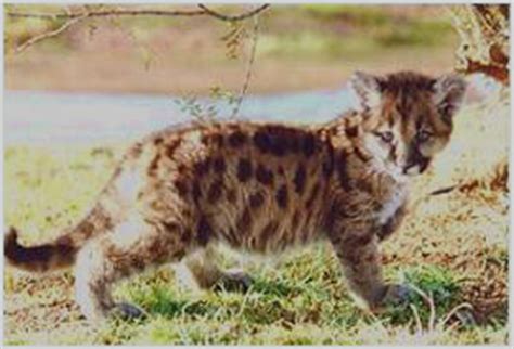 Browse nhl shop for the latest infant panthers apparel, hockey clothing, baby panthers outfits and more. Saving the Endangered Florida Panthers - The Vision of the ...