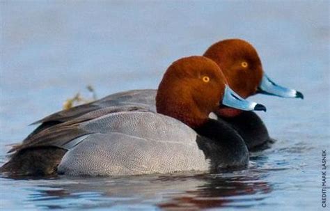 The Redhead Aythya Americana Is A Medium Sized Diving Duck The Adult