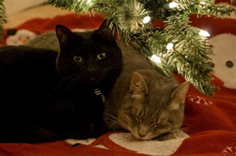 15 Or So Cats In On And Under Christmas Trees