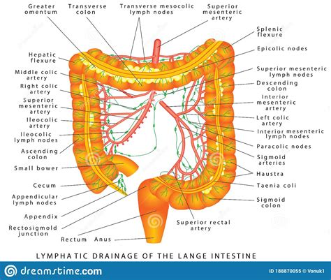 Drainage Cartoons Illustrations And Vector Stock Images 4707 Pictures