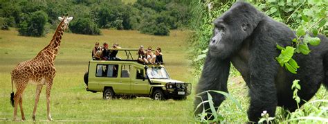 Gorilla Trekking Tours And Africa Big 5 Safaris