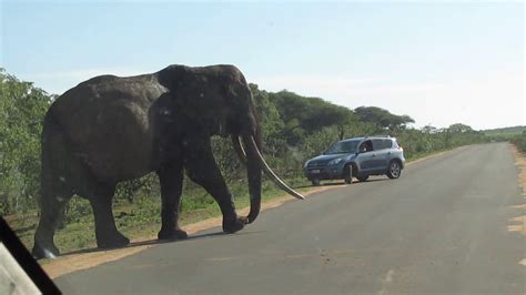 Spectafrica Safaris Largest Tusker Elephant Youtube