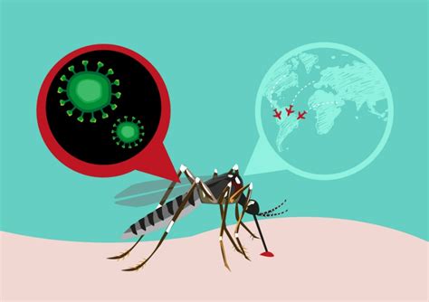 Zika V Rus O Que Voc Precisa Saber Sobre Essa Doen A Blog Da Cordvida