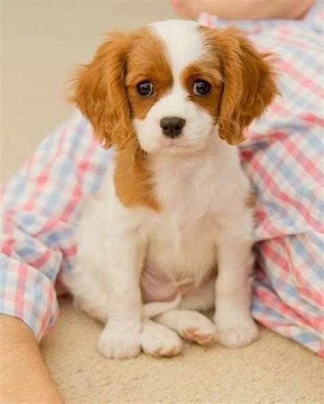Best Small Dog Breeds For Kids Cute Puppies Pinterest