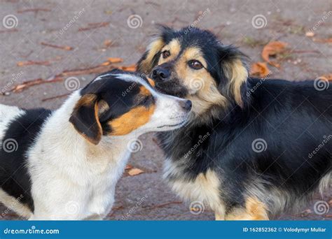 Two Small Dogs Stand Side By Side Friendly Relations Between Animals