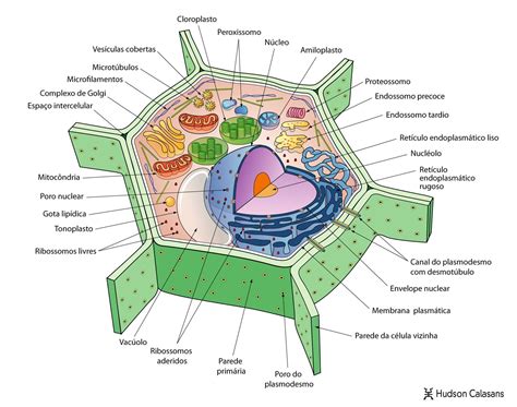 Características E Estrutura Da Celula Vegetal Detalhes Científicos
