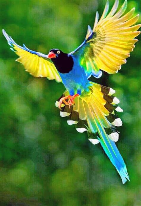What A Beautiful Bird Nature Never Lets Me Down It Is So Wonderful
