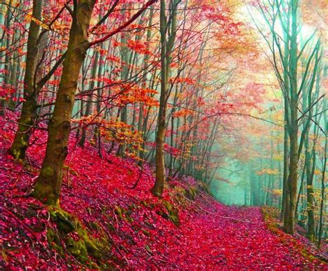Colorful Forest Beautiful Nature Nature Landscape