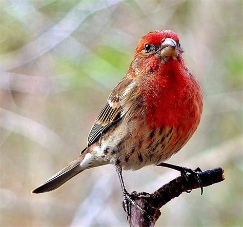 House Finch Male A Photo On Flickriver