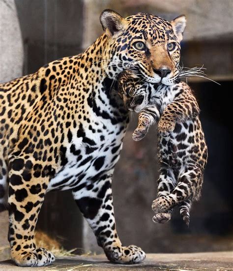 Jaguar Cub Is A Handfuland Mouthful Zooborns