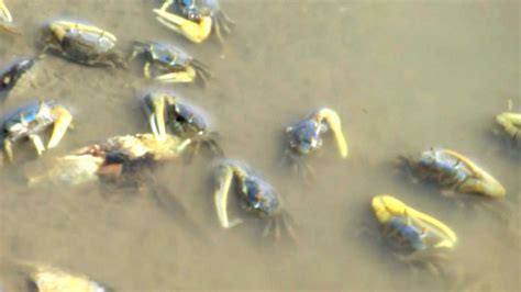 Sand Fiddler Crabs Cape Cod Ma 2011 Youtube