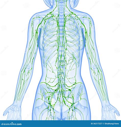 Female Lymphatic System X Ray Royalty Free Stock Photography Image
