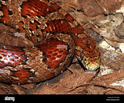 North American Non Venomous Corn Snake Pantherophis Guttatus Stock