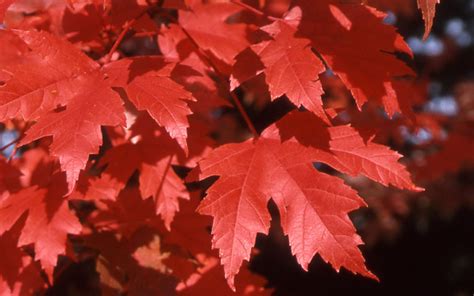 Buy Autumn Blaze Maple Trees For Sale Online From Wilson Bros Gardens