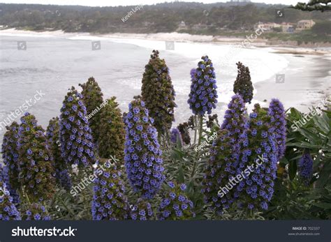 The california poppy, eschscholzia californica, is a hardy annual that's perfect for sowing in pots and containers, or in gaps in borders. Purple Flowers On California Coast. Stock Photo 702337 ...